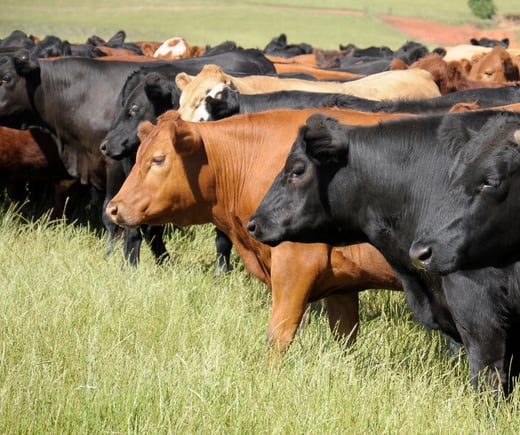Beef cattle