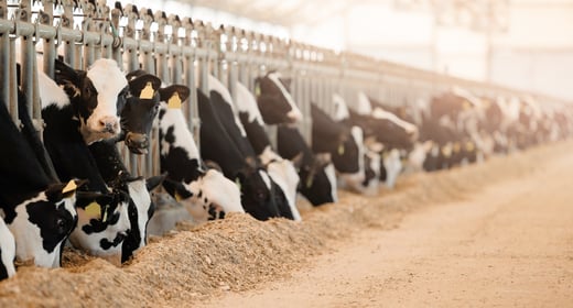 Cows Feeding in Spacious Dairy Farm Barn with Hay and Sunlight. Concept Livestock Farm with Organic Cattle Banner