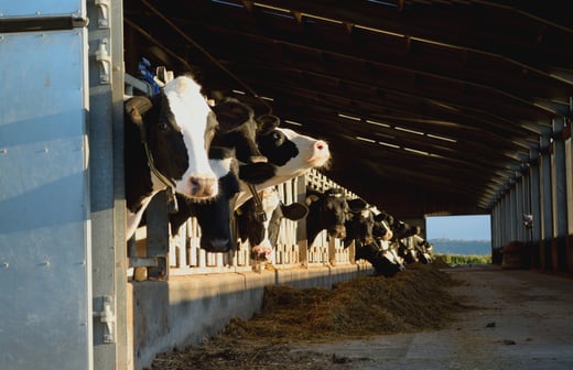 Cows in a Barn on a Farm in East Devon