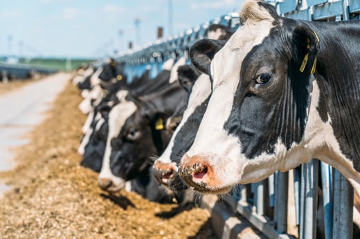 Cows