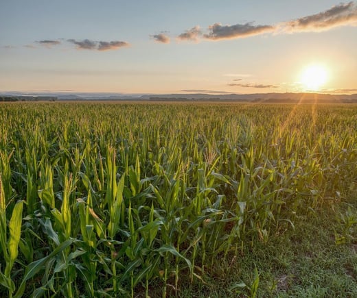 corn field