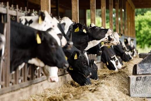 dairy-cow